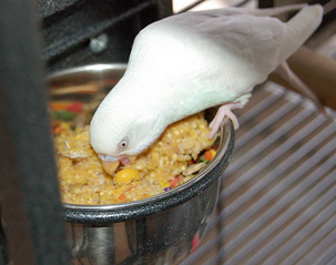Cookware That’s Deadly to Your Parrot