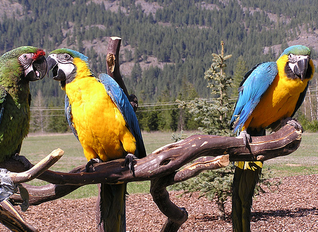 Why Your Parrot Needs Many Types of Perches