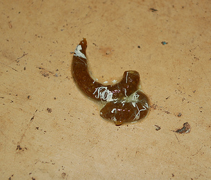 What Your Parrot’s Poop Can Tell You