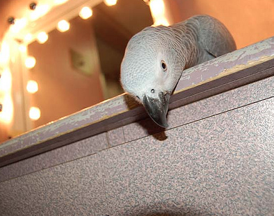 Helping Your Parrot to Accept Change