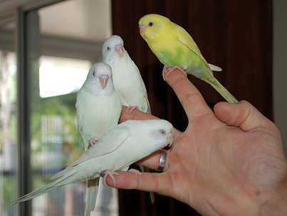 How Many Parrots is TOO Many?