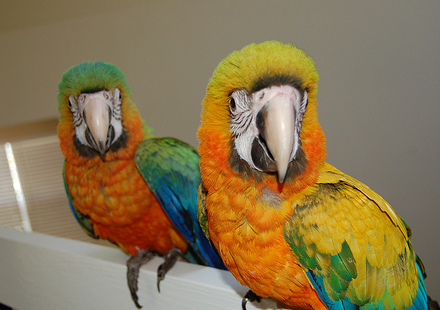 DNA Sexing Your Parrots