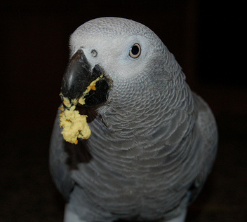 Obesity in Parrots | African Grey 