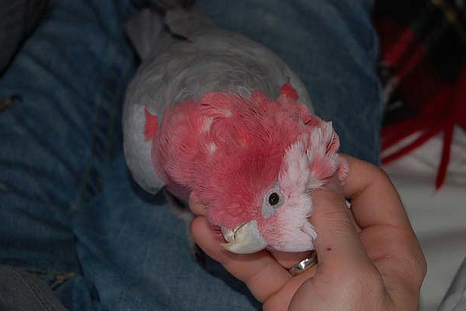 Managing a Parrot’s Fear and Anxiety