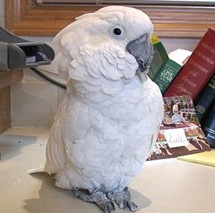 Preparing The Parrots For The Drive