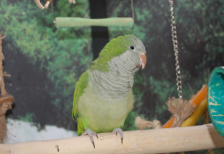 Intentionally Releasing Captive Birds