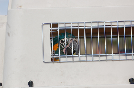 Motion Sickness in Parrots