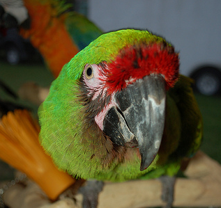 8 Signs That You Have a Sick Bird