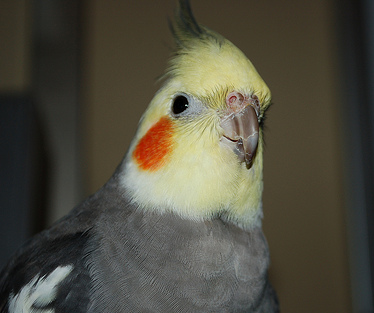 What We Can Learn From Cleaning The Parrot’s Cage