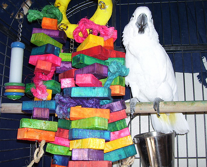 Do You Spend Too Much Money on Your Bird?