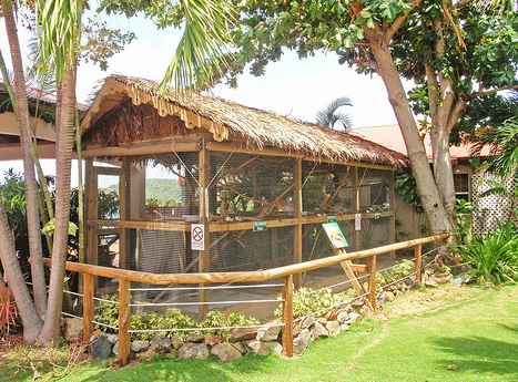 How to Construct Your Own Large Toucan Aviary