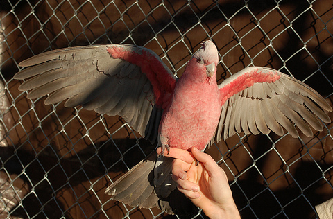 Keeping a Parrot Journal