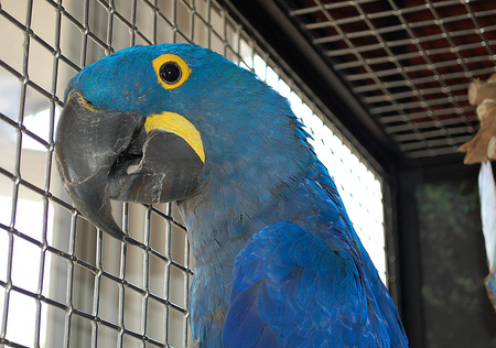 Captive Parrot Lifespans Are DECLINING!?