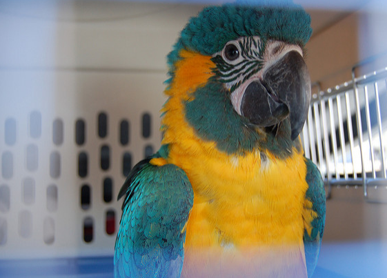 Should Birds Be Allowed in Pet Stores?