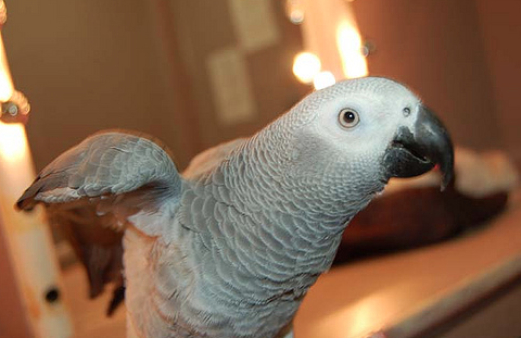 A Bird’s 5 Senses