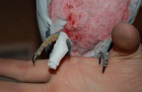 Keeping Your Bird Comfortable Until You Can Get to The Vet