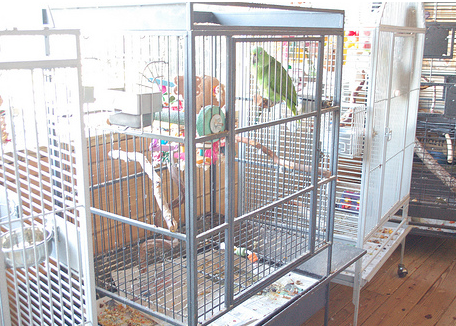 5 Common Mistakes Made By New Parrot Owners
