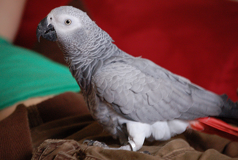 Deciphering Your Parrot’s Calls