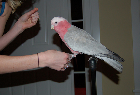 5 Things Every Parrot Owner Should Know How To Do
