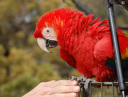 What Your Bird Does is Less Important Than Why he Does it