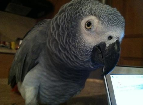 Must-Know Things That Set African Greys Apart From Other Parrots