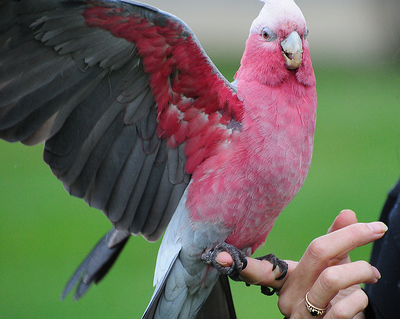 Plucking: Sometimes it’s the Symptom, Not the Problem