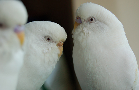 Starter Birds