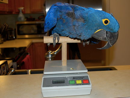 Why Weighing Your Bird Could Save Its Life