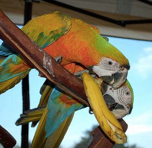 Getting Your Bird To Eat A Proper Diet