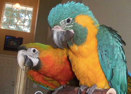Why You Must Quarantine The New Bird