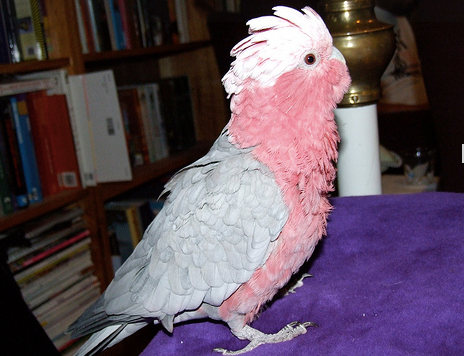 Helping A Bird That Won’t Interact With Anyone Or Anything