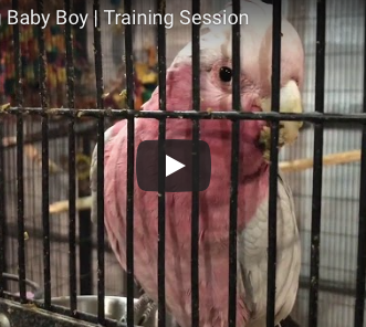 Using Capturing To Teach Your Parrot to Talk on Cue