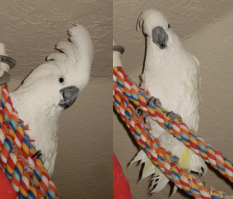 Does Your Bird Over Preen? This Might Be Why!