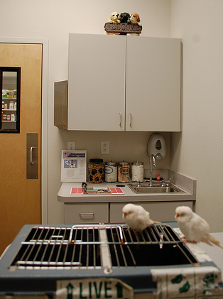 What A GOOD Vet Exam Should Look Like