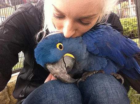 Why Punishment Does Not Work With Parrots