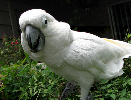Using Change to Train My Stubborn Cockatoo