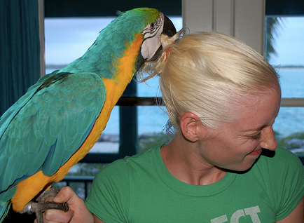 Should I Get My Hormonal Bird A Mate?