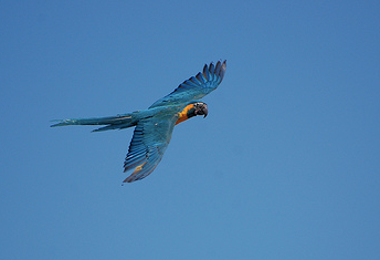 Why It’s Important To Let Your Parrot Be A Parrot