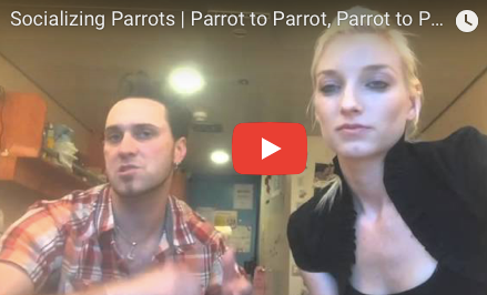 BirdTricks Tuesdays: How to Properly Socialize Your Parrot to Other Parrots, Other Pets & People