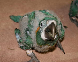 Why You Shouldn’t Let Your Birds Breed