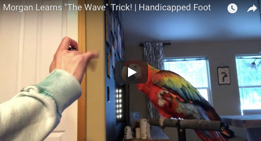 Macaw With Foot Defect Learns to Wave With It!