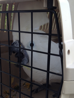 Ten Quick Safety Tips for Surviving Spring with Your Parrot