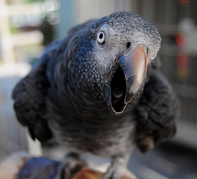 Seasonal Behavior In Parrots