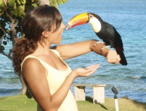 Introducing Bird Tricks Fan and Blogger Chrissann Nickel and Her 3 Toco Toucans!