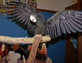 A Bird Tricks Success Story: Meet Puppy the Black Cockatoo!