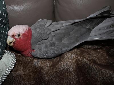 Gaining The Trust Of A Bird That Permanently Needs Medication