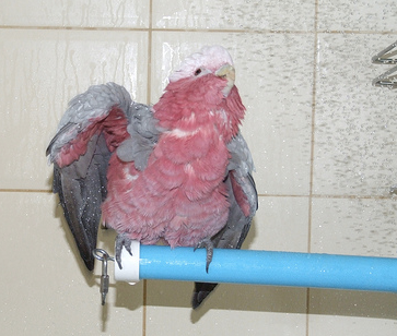 Reflecting On Life With Parrots