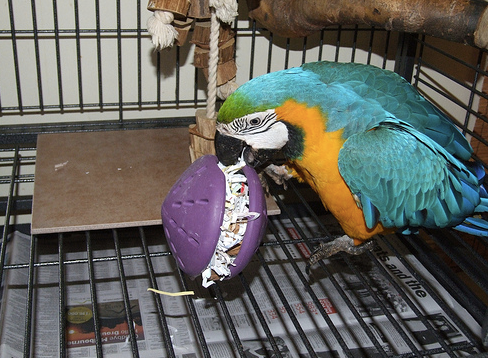 How Old Is The Newspaper That You Use To Line Your Bird’s Cage?