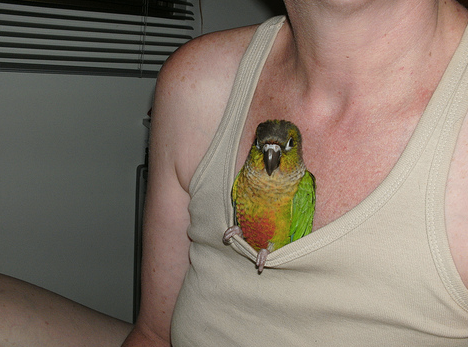 Accidents Happen: A Conure Dies From Being SAT On