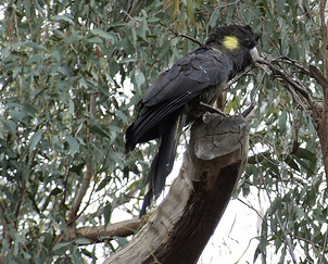 What The Habits Of Wild Birds Can Teach Us